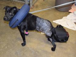 The Status of Buddy--The Abused Black Lab: Coastal Humane Society Executive Director Joe Montisano