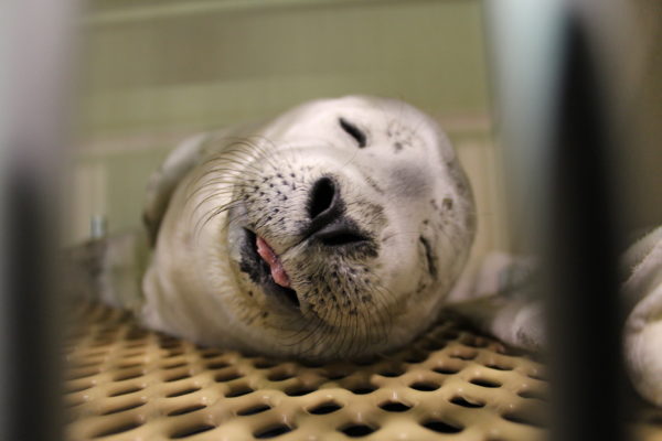 Marine Mammals of Maine on the WCME Creature Feature